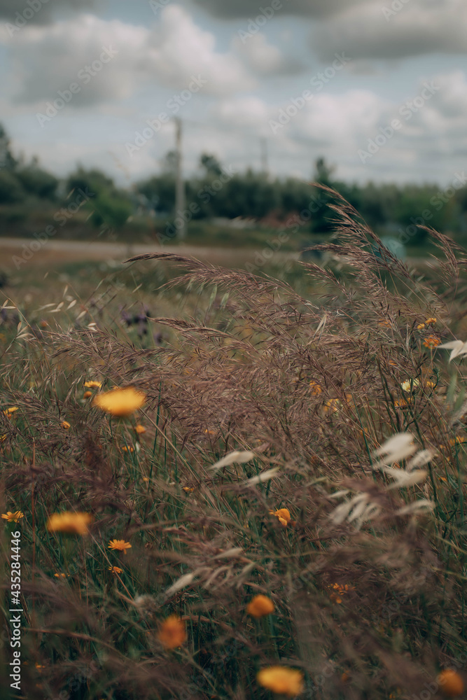 Obraz premium landscape in the mountains