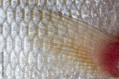 Closeup of fish scales photo