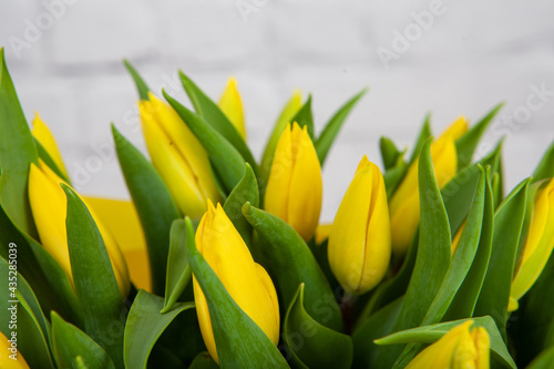 Spring blossoming yellow tulips, bokeh flower background, pastel and soft floral card, selective focus, toned