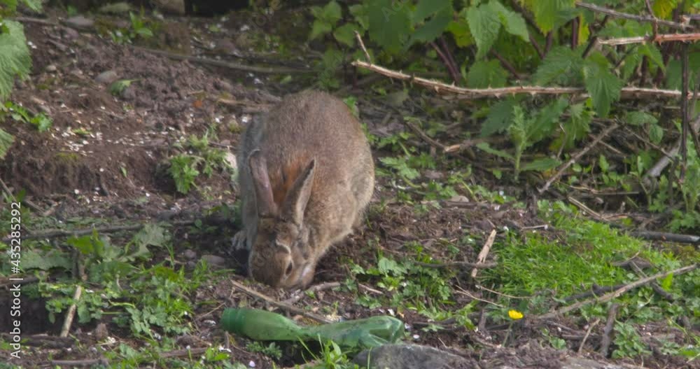 Rabbit digging burrowing earth with front paws slow motion Rabbit digging burrowing earth with front paws slow motion