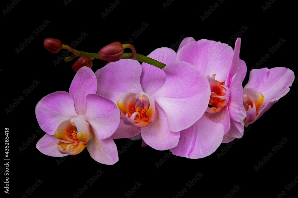 Fototapeta premium Pink orchid close-up on a black background