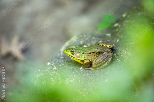 Fototapet frog in the pond