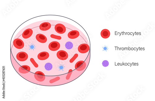 Blood structure concept