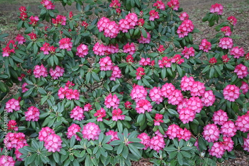 Rhododendron augustinii  © ClaraNila