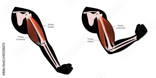 Biceps and triceps anatomy