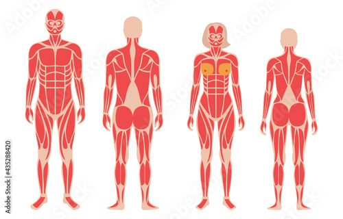 Human muscular system