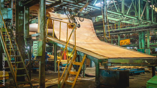 veneer being processed at plywood manufacture industry