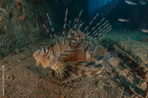 Lionfish in the Red Sea colorful fish, Eilat Israel 