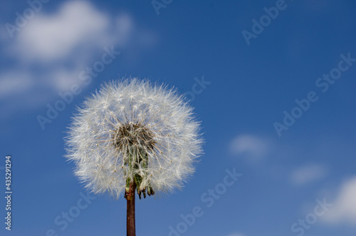 Close-Up of a dandelion flower on a sunny day.