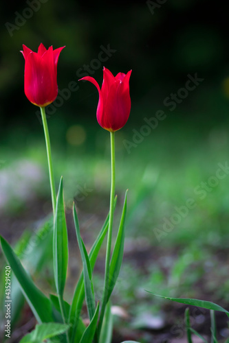 Vertical postcard with the image of two red tulips on a natural background, space for text.