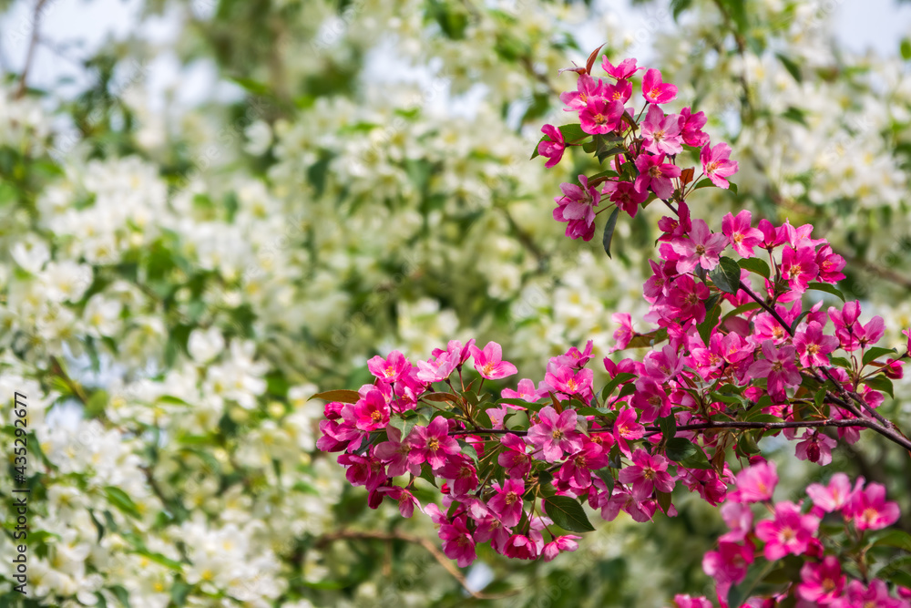White and pink blossoming apple trees. White apple tree flowers White and pink blossoming apple trees. White apple tree flowers
