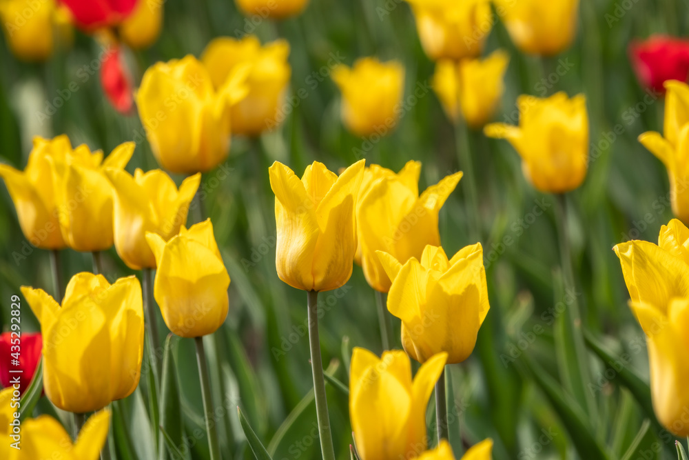Colorful yellow tulips blossom in spring garden Colorful yellow tulips blossom in spring garden
