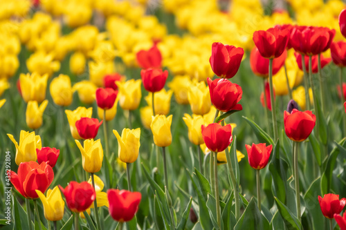 Red and yellow tulips on a green background