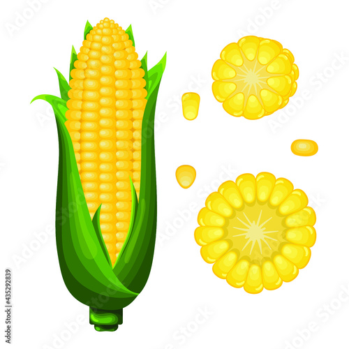 Vector corn in cartoon style. Golden maize harvest, popcorn corny grains and sweet corn. Ear of corn or corns cob isolated on white background.