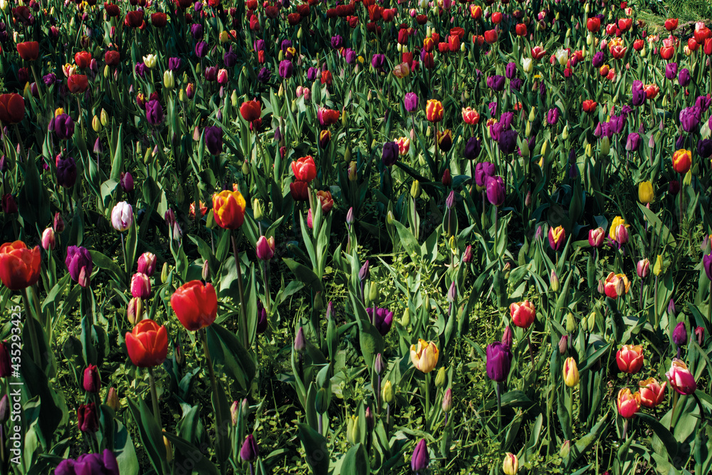 Jardín de flores y tulipanes
