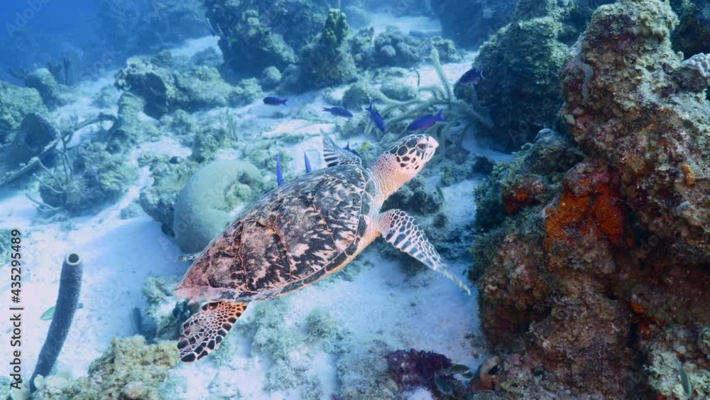 Hawksbill Sea Turtle in coral reef of Caribbean Sea, Curacao Hawksbill Sea Turtle in coral reef of Caribbean Sea, Curacao