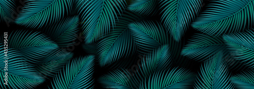 Tropical jungle palm tree with fresh green leaves. Spring or summer nature Leaf of a plant on a dark background. Luxurious Abstract Design Element for Banner cosmetics spa medical travel company.