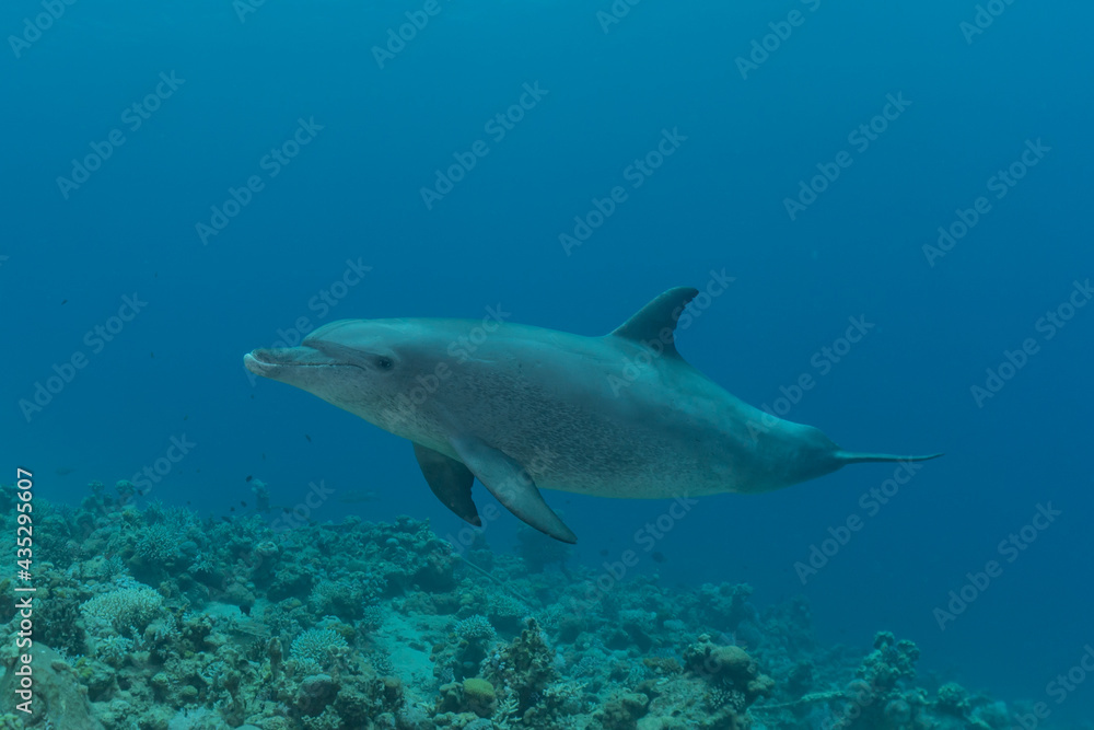 Obraz premium Dolphin swimming in the Red Sea, Eilat Israel