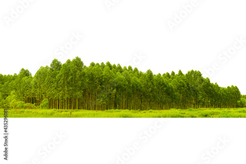 Eucalyptus forest isolated on white background, in Thailand, plats for paper industry.