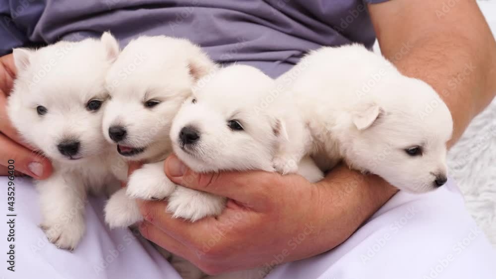 four Japanese Spitz puppies in the hands of a man. cute white fluffy dogs. four Japanese Spitz puppies in the hands of a man. cute white fluffy dogs.
