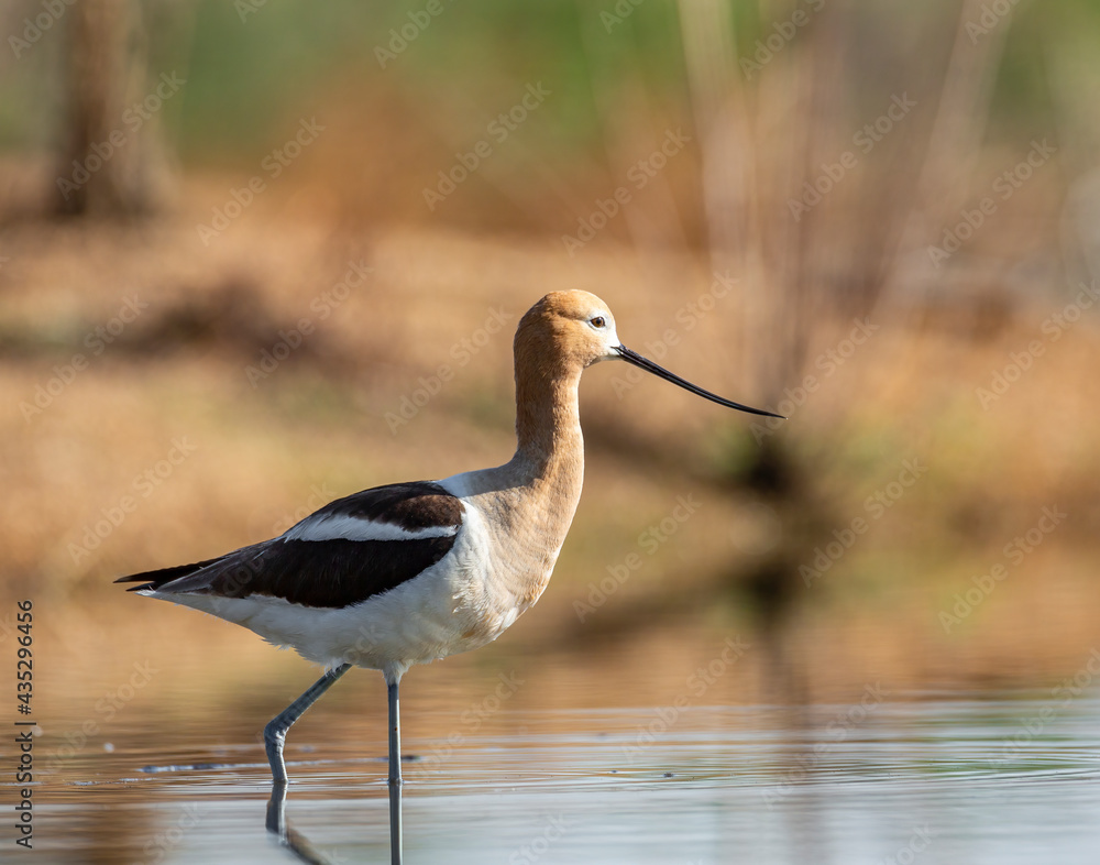 Obraz premium American avocet adult in breeding plumage