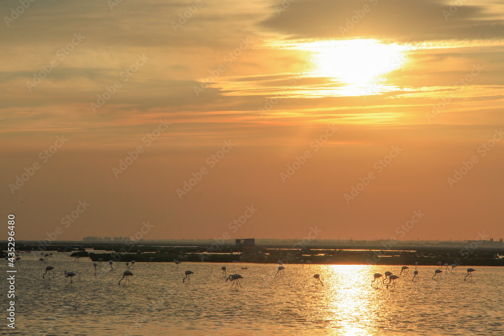 sunset over pond of flamingos