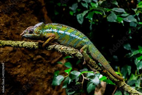 A chameleon, Furcifer pardalis, rests on a branch at sunset.