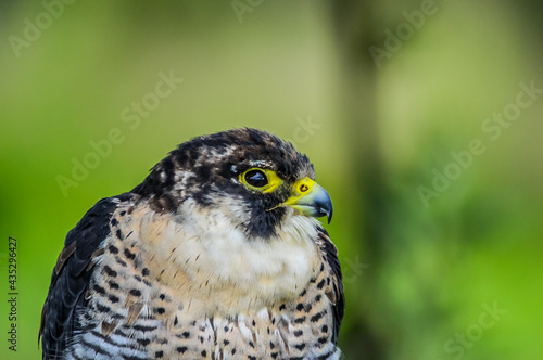 Closeup headshot of a Peregrine falcon or duck hawk which is the fastest bird on earth