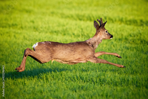 Roe deer male running on field   Capreolus capreolus  . European roe 