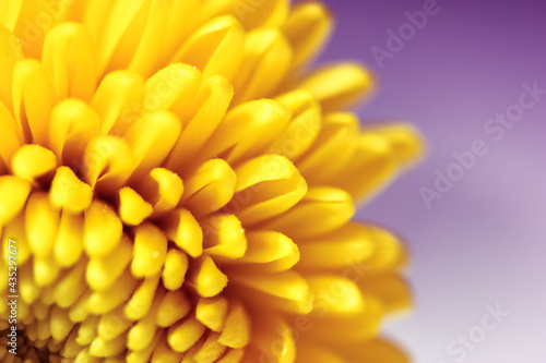 Beautiful small yellow chrysanthemum flower petals on a violet blurry background