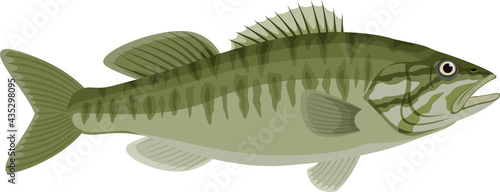vector Guadalupe Bass fish illustration