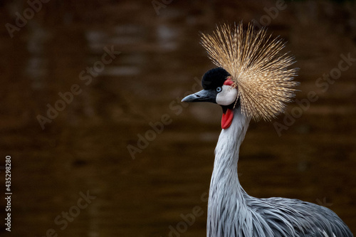 grey crowned crane portrait