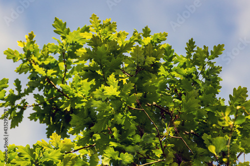 Close-up of the green oak leaves