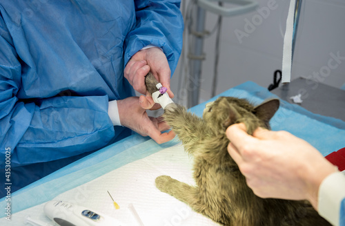 Veterinary surgeon is preparing cat for neutering surgery.