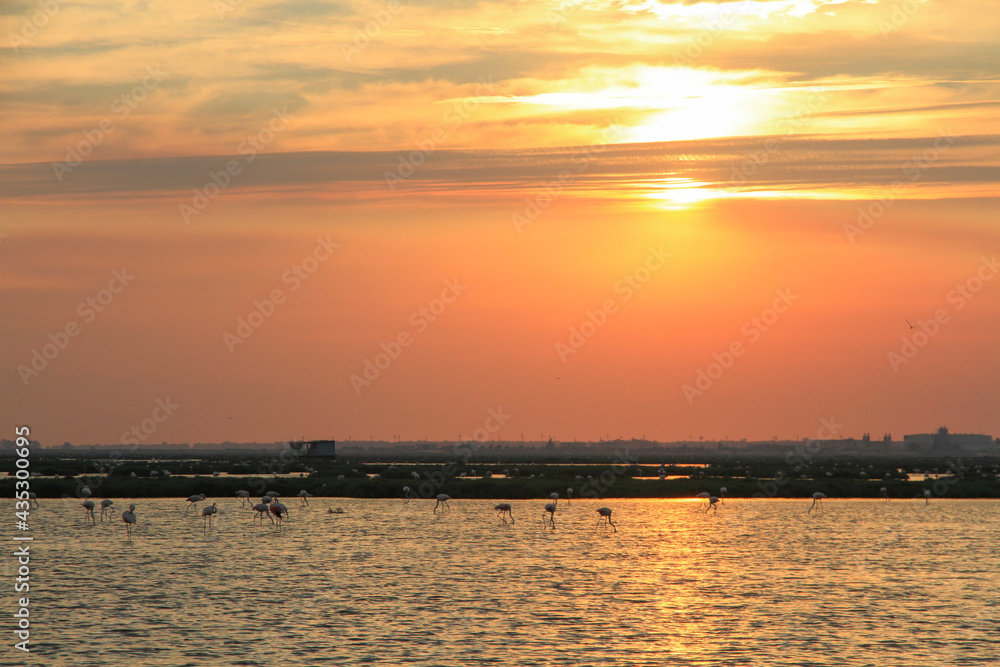 sunset over pond of flamingos