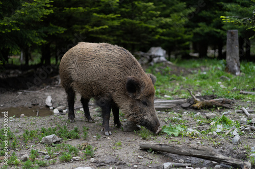 wild female boar standing in forest
