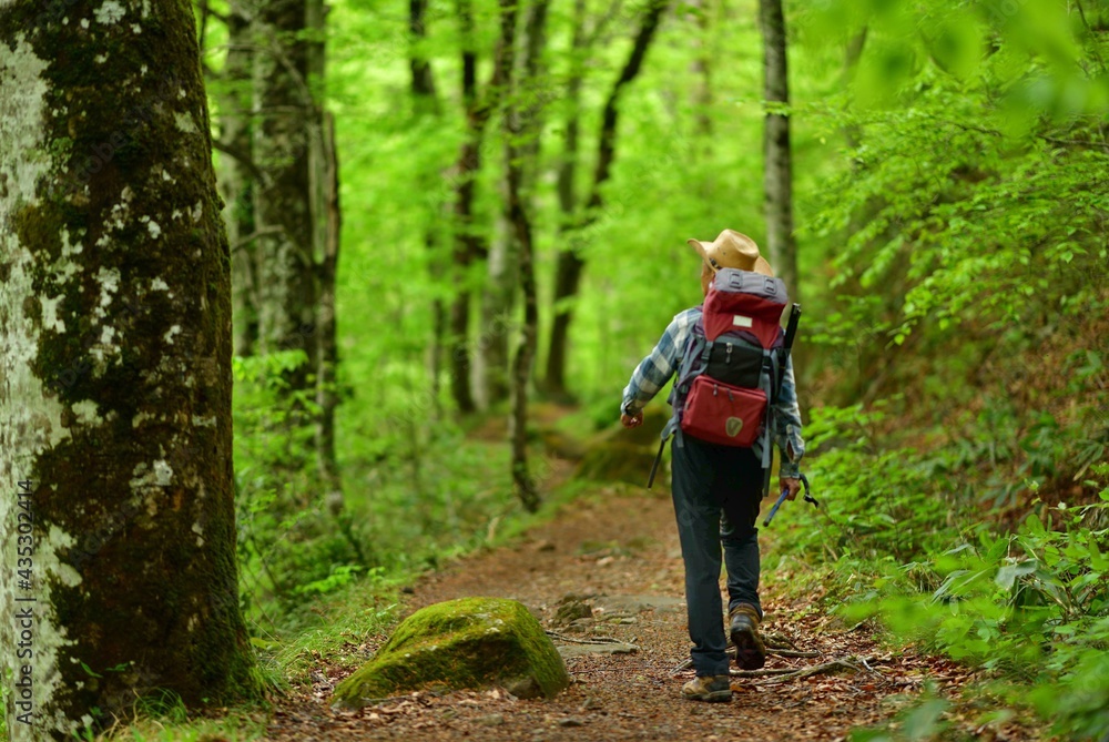 Obraz premium トレッキング・新緑のブナの森