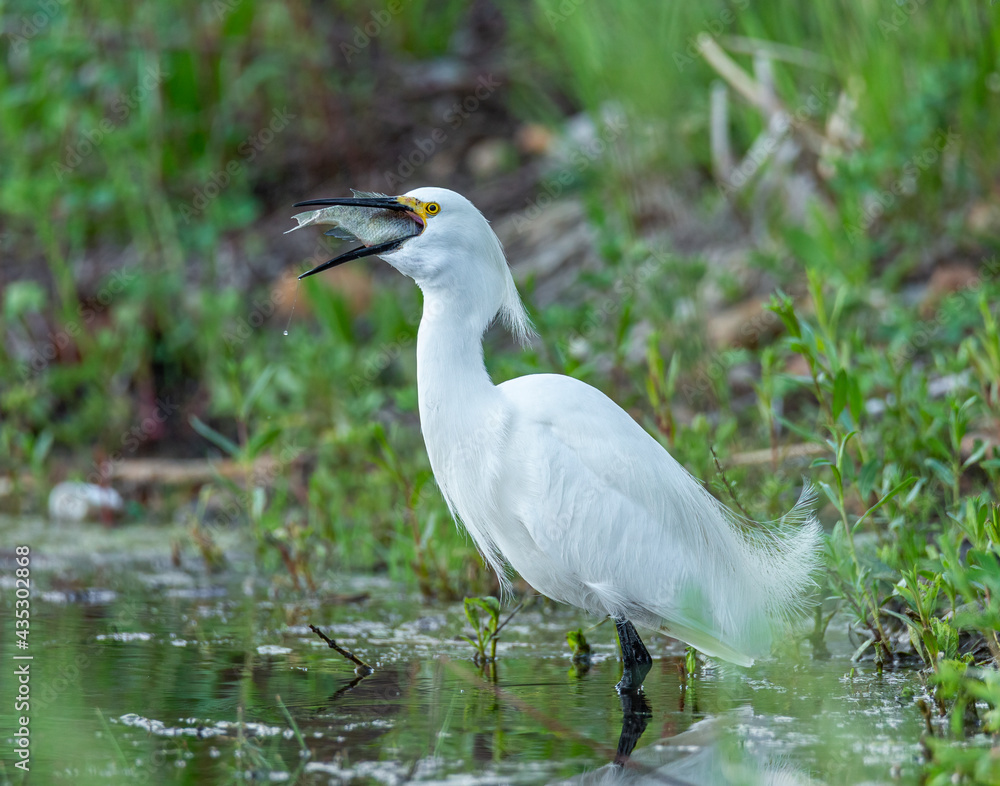 Snowy egret foraging on medium sized fish Snowy egret foraging on medium sized fish