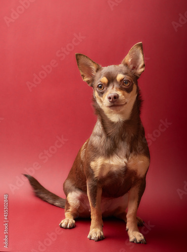 chihuahua puppy on red background © Andres