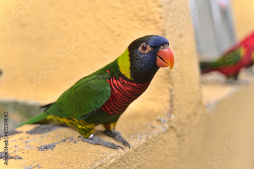 Vogel im Vogelpark photo