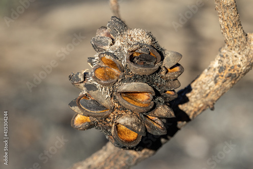 Banksia seed pods opened by fire and dispersing seeds
