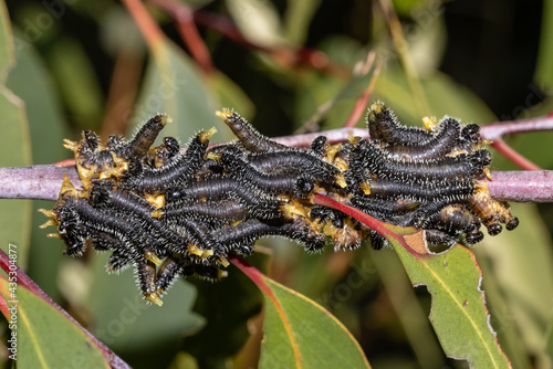 Tapety artystyczne Sawfly larvae on Eucalyptus Tree Branch