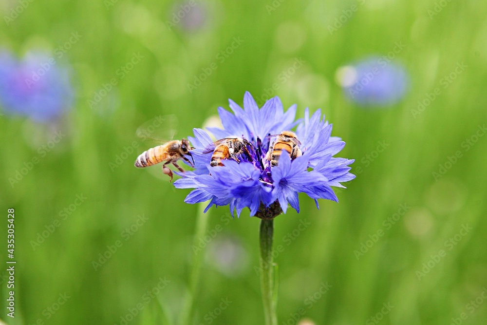 Obraz premium 한국공원에핀꽃입니다