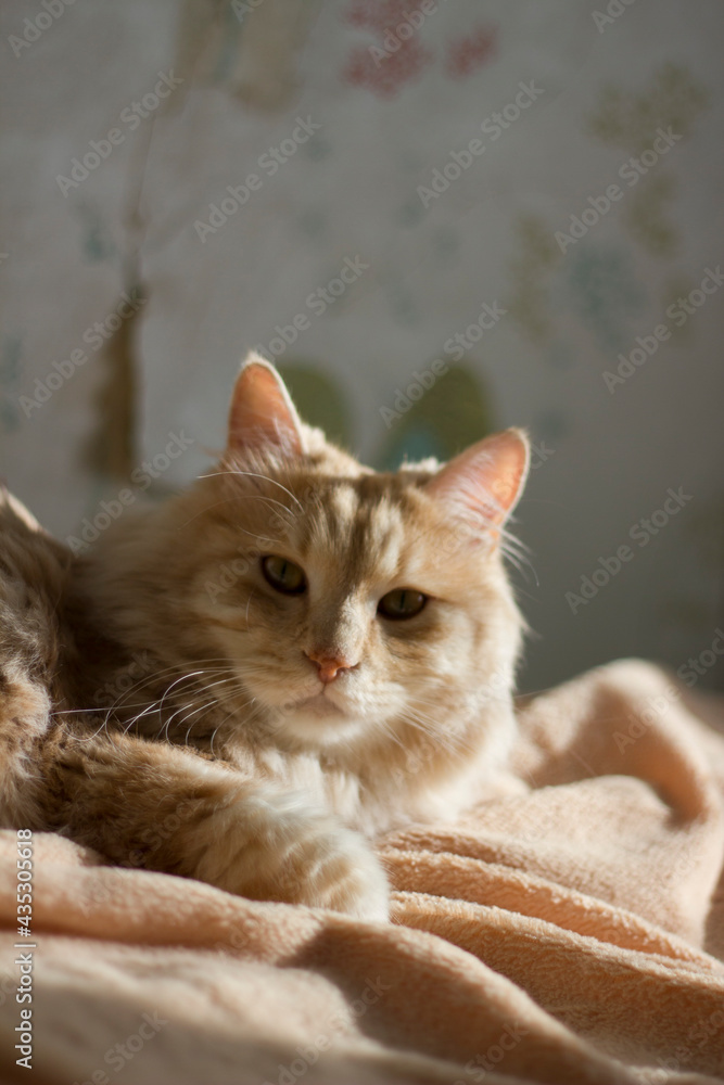 cat on the bed