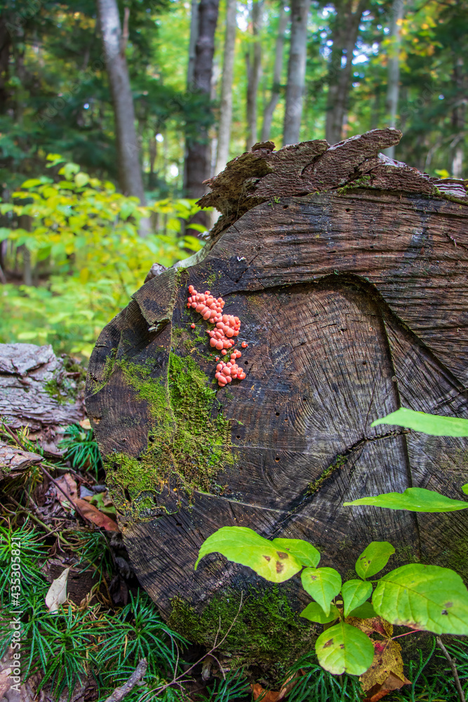 Wolf's Milk Slime Mold (Lycogala epidendrum)