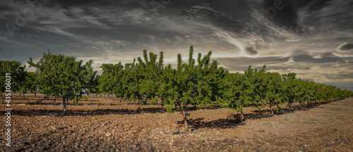 field of almond trees with green fruit. photo