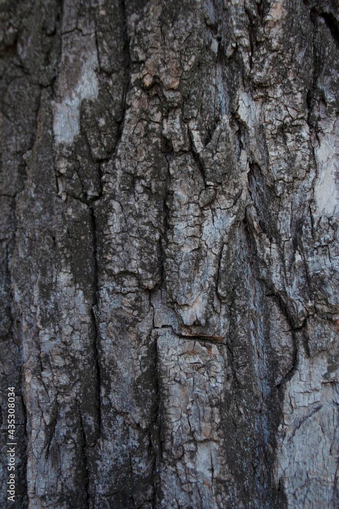 Textured tree bark detail background close up Textured tree bark detail background close up