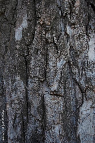 Fototapeta Naklejka Na Ścianę i Meble -  Textured tree bark detail background close up