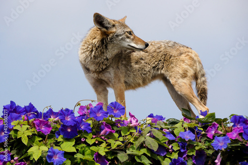 Coyote standing on top of wall covered in morning glories  Huntington Beach  Orange County  California