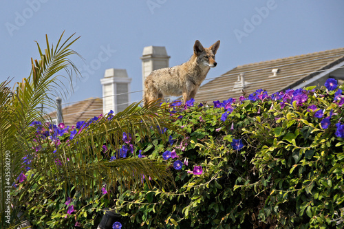 Coyote standing on top of wall covered in morning glories with two-story homes in the background, Huntington Beach, Orange County, California